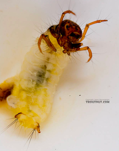 Fingernet Caddisfly Larvae specimen