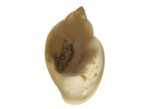 Physid Snail specimen