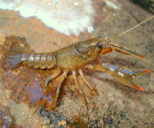 Crayfish specimen