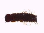 Fishfly specimen
