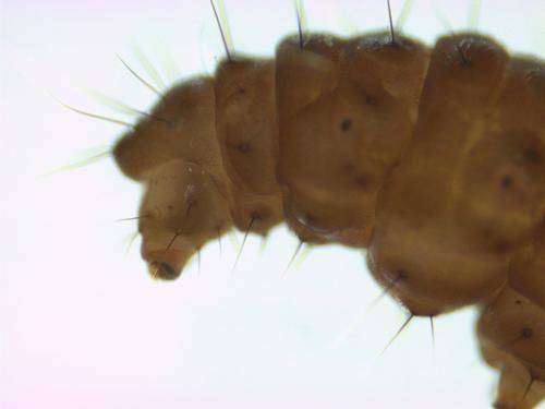 Aquatic Moth Larvae specimen