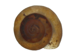 Planorbid Snail specimen