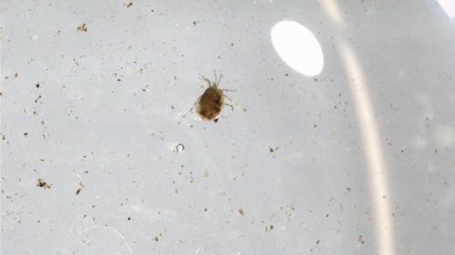 Water Mite specimen