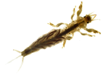 Common Burrower Mayfly specimen