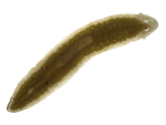 Flatworm specimen