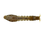 Blackfly Larvae specimen