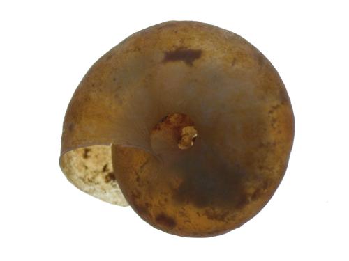 Planorbid Snail specimen