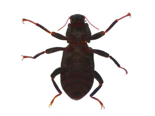 Riffle Beetle specimen