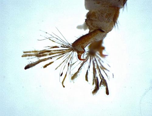 Common Netspinner Caddisfly Larvae specimen