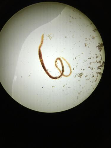 Aquatic Earthworm specimen