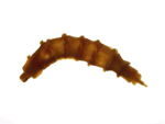Horsefly Larvae specimen