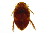 Predaceous Diving Beetle specimen
