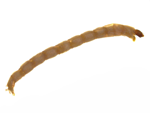 Midge Larvae specimen