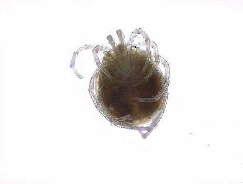 Water Mite specimen