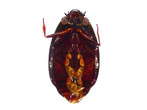 Whirligig Beetle specimen