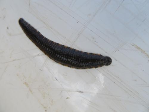 Leech specimen