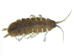 Sow Bug specimen