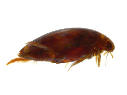Predaceous Diving Beetle specimen