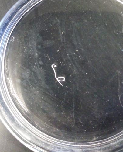 Nematode specimen