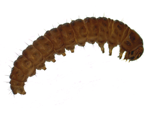 Aquatic Moth Larvae specimen