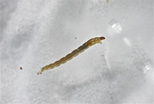 Midge Larvae specimen