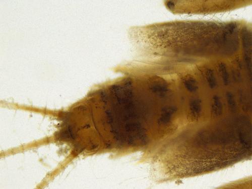 Little Stout Crawler Mayfly specimen