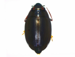 Whirligig Beetle specimen