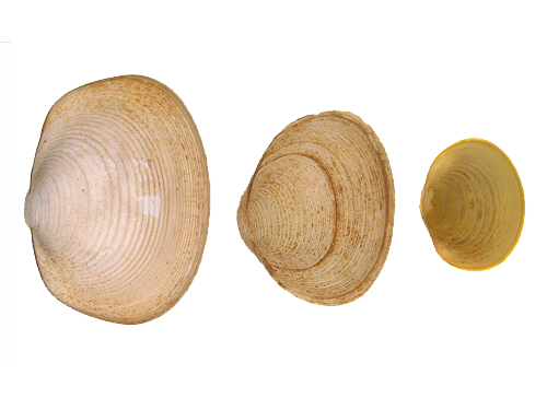 Fingernail Clam specimen