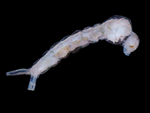 Mosquito Larvae specimen