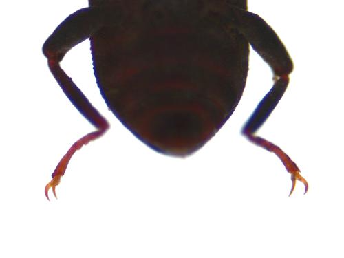 Riffle Beetle specimen