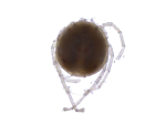 Water Mite specimen