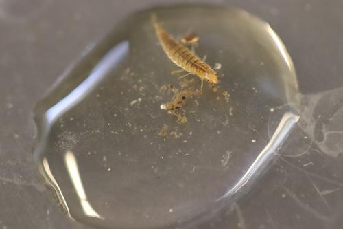 Beetle Larvae (misc.) specimen