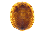 Water-penny Beetle Larvae specimen