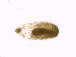 True Fly Larvae (misc.) specimen