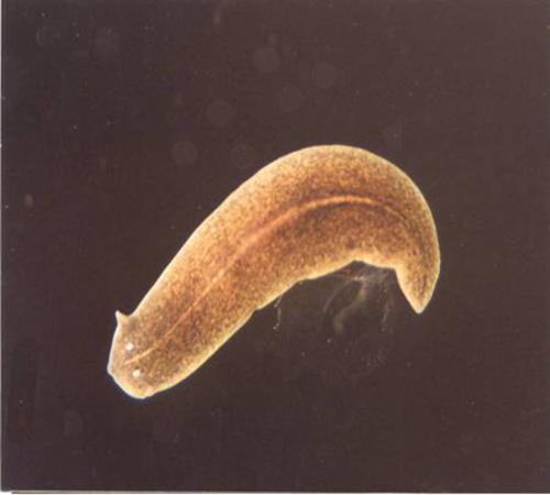 Flatworm specimen