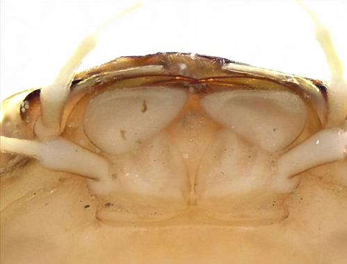 Common Stonefly Larvae specimen