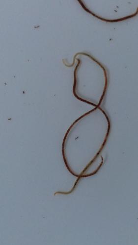 Aquatic Earthworm specimen