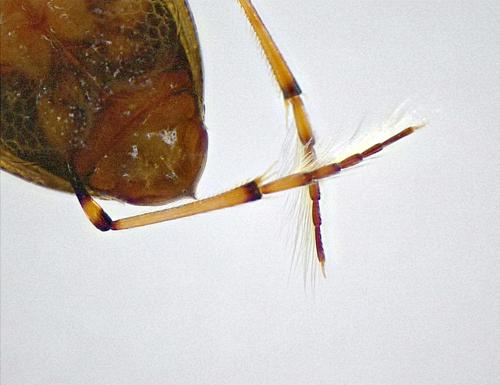 Crawling Water Beetle specimen
