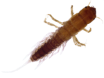 Alderfly Larvae specimen