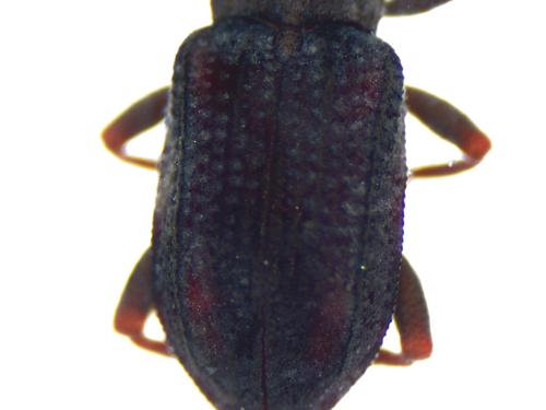 Riffle Beetle specimen