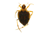 Crawling Water Beetle specimen