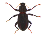 Riffle Beetle specimen