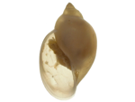 Physid Snail specimen
