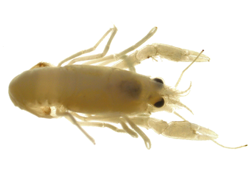 Crayfish specimen