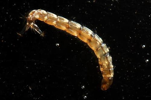 Midge Larvae specimen