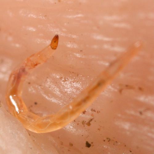 No-see-um Larvae specimen