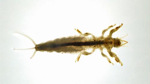 Common Burrower Mayfly specimen