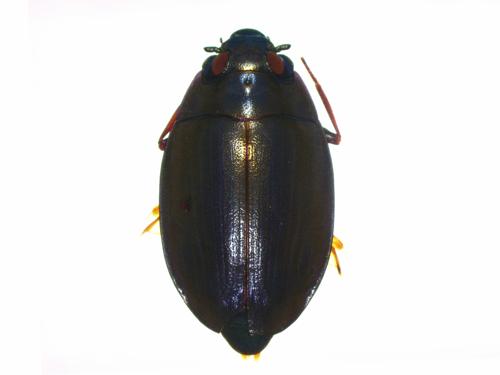 Whirligig Beetle specimen