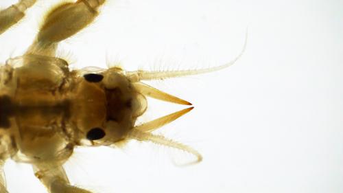 Common Burrower Mayfly specimen