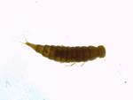 Beetle Larvae (misc.) specimen